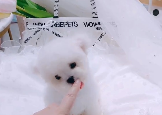 купить щенка бишон-фризе