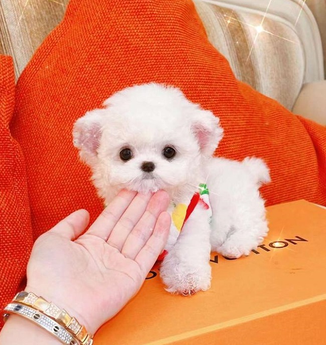 купить щенка бишон-фризе