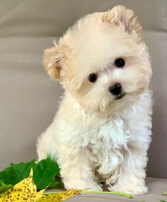 микро пудель