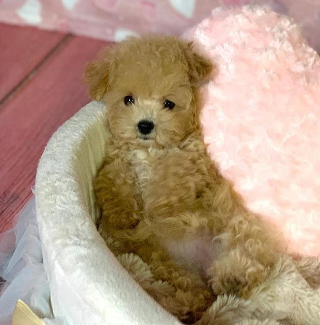 микро пудель