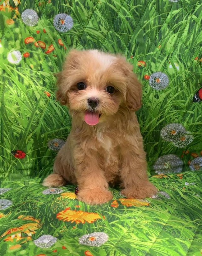 микро пудель