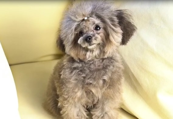 микро пудель