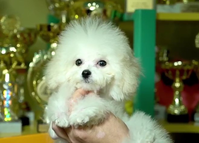 микро пудель