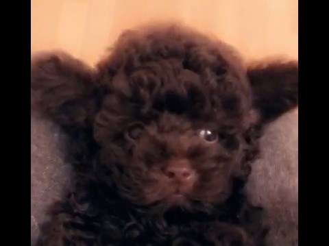 микро пудель