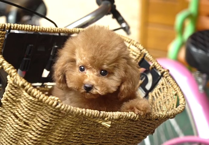 микро пудель