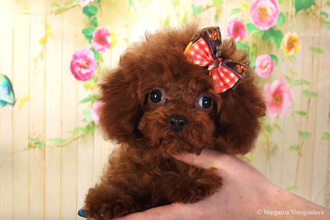 микро пудель