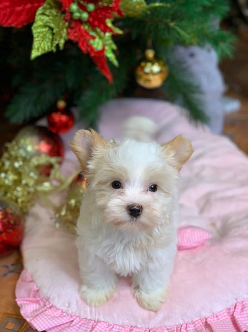 йоркширский терьер