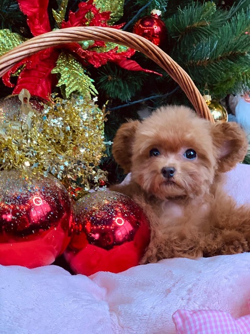 микро пудель