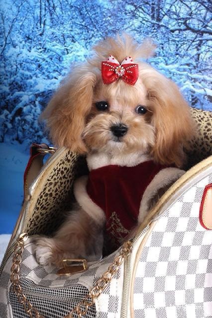 микро пудель