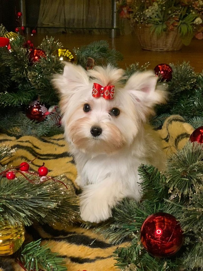 купить йорка в питомнике