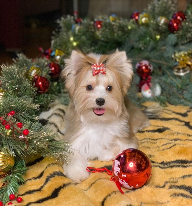 купить йорка в питомнике