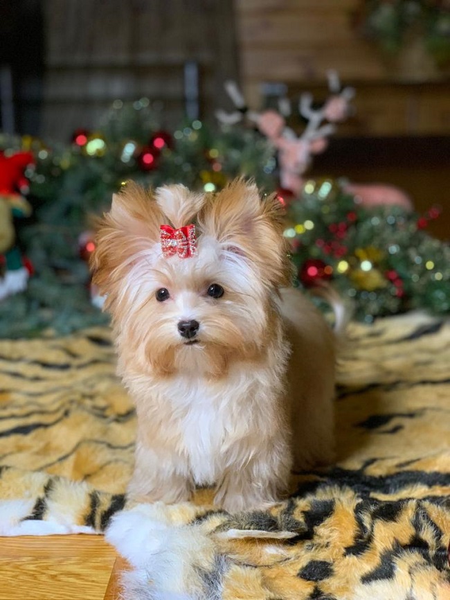 купить йорка в питомнике