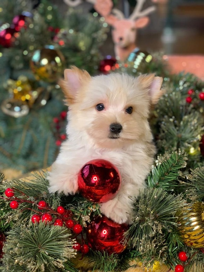 купить йорка в питомнике