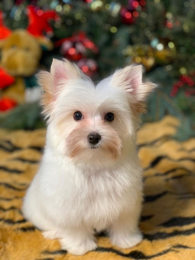 купить йорка в питомнике