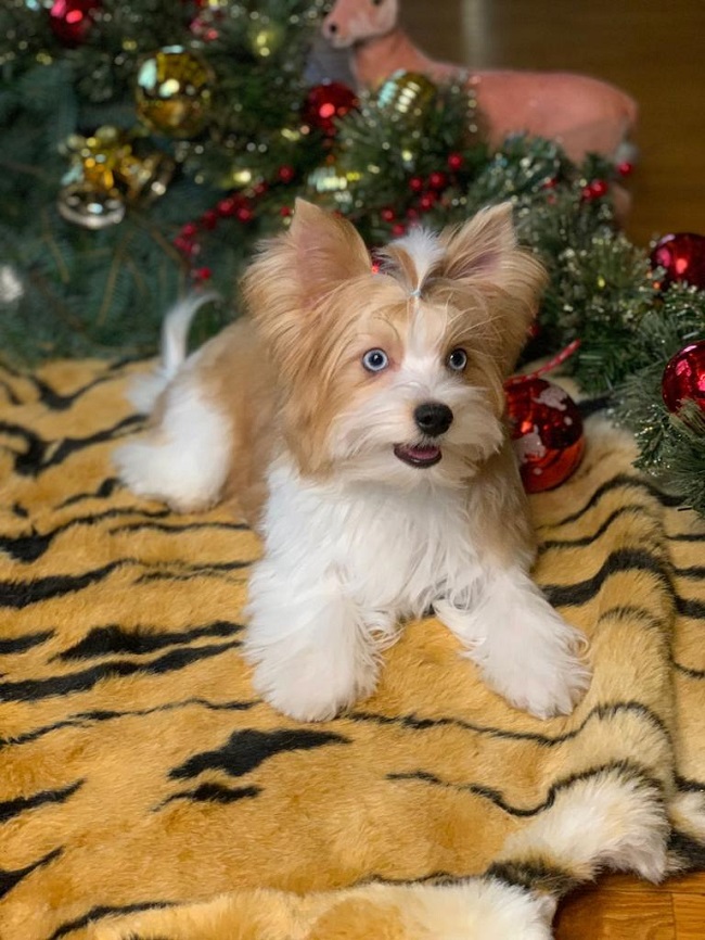 купить йорка в питомнике