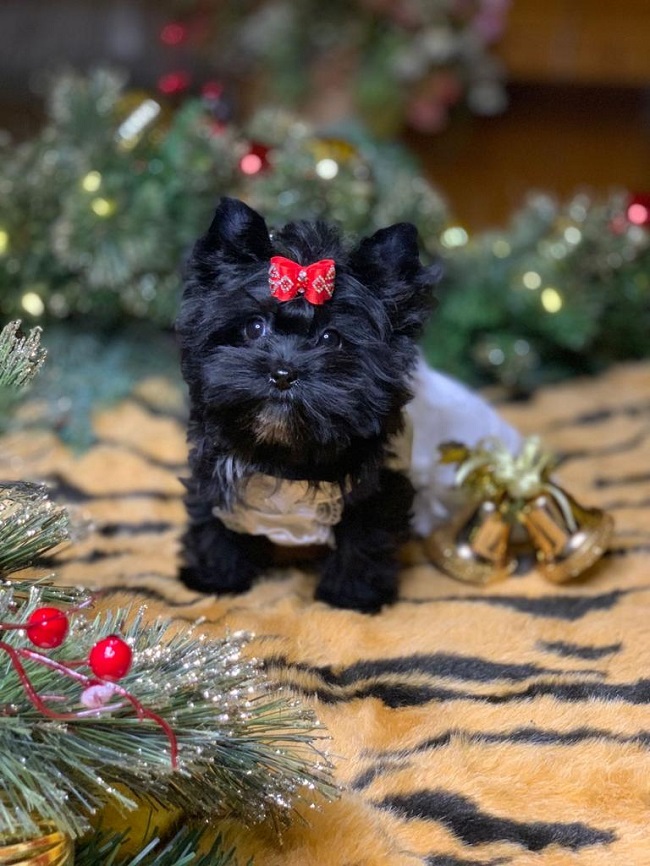 купить йорка в питомнике