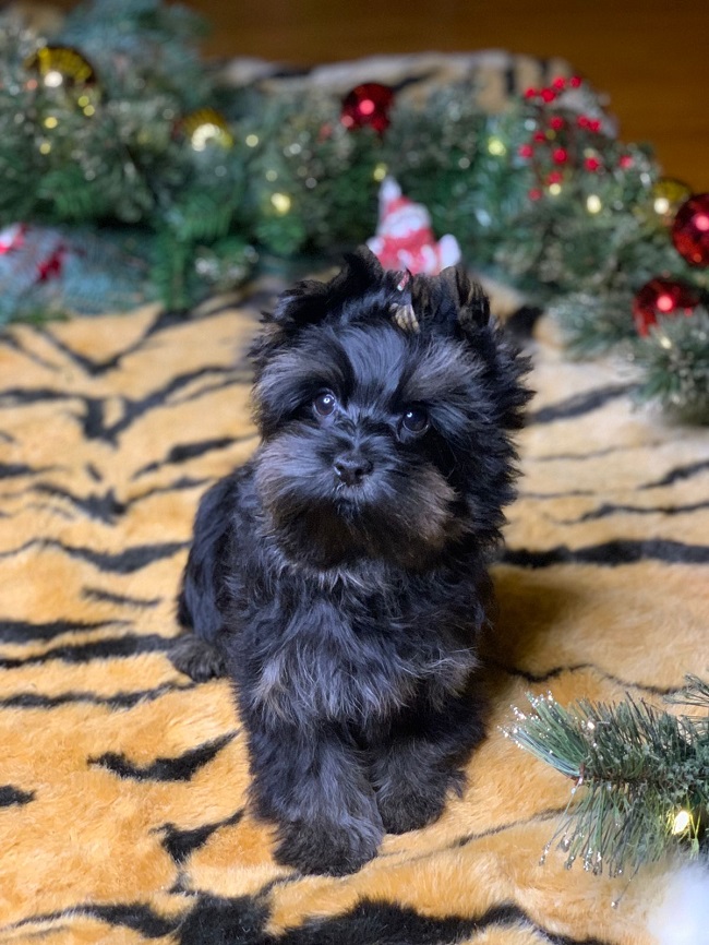 купить йорка в питомнике