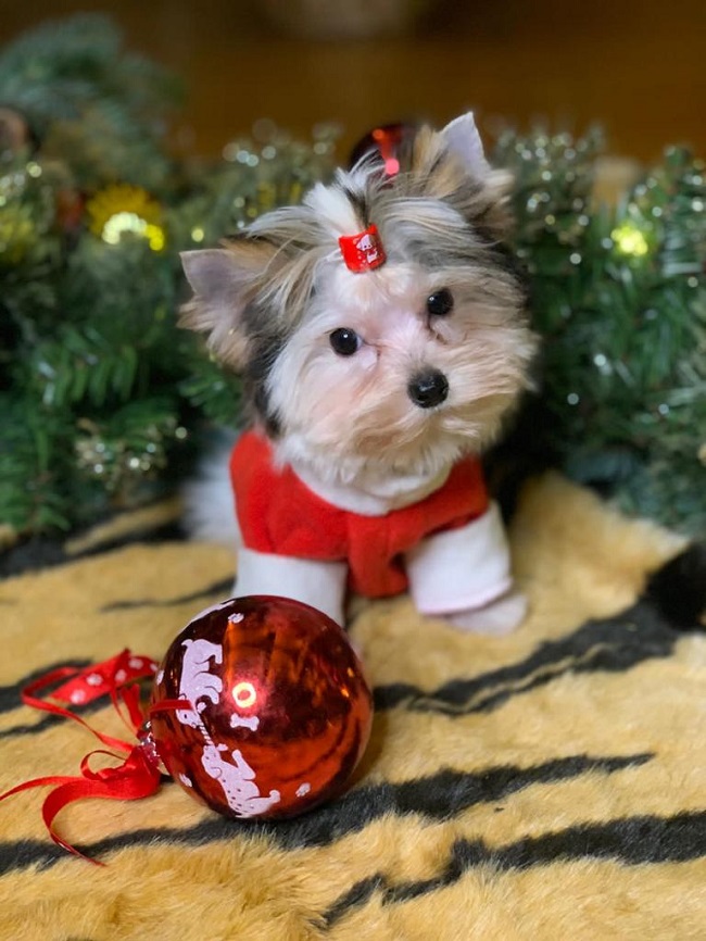 купить бивер йорка