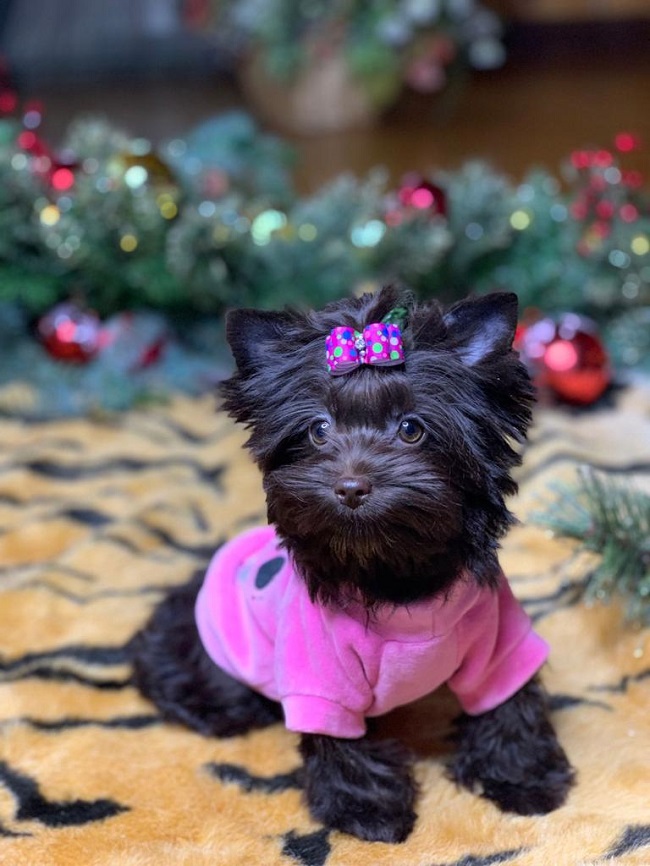 купить шоколадного йорка