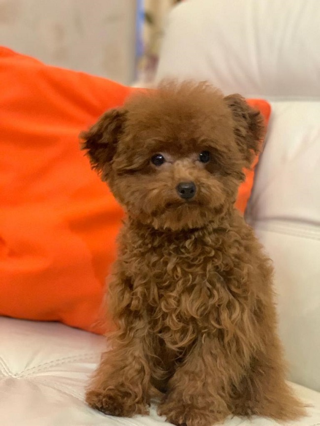 тедди пудель