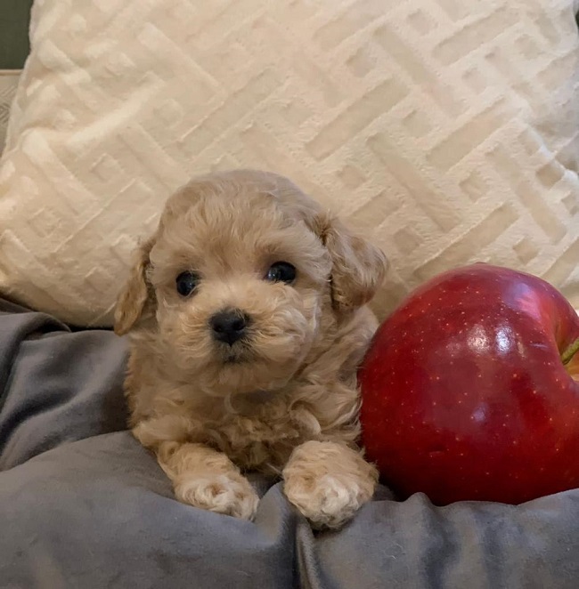 тедди пудель