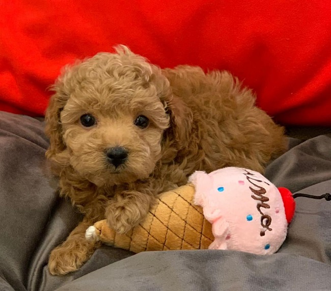 тедди пудель