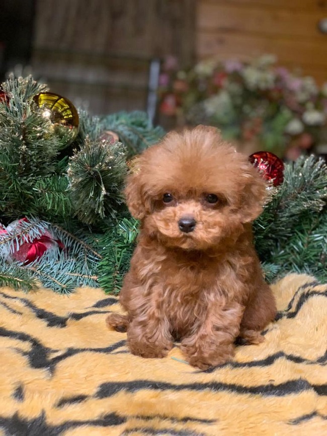 тедди пудель