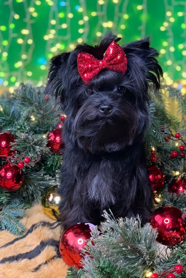 купить йорка в питомнике