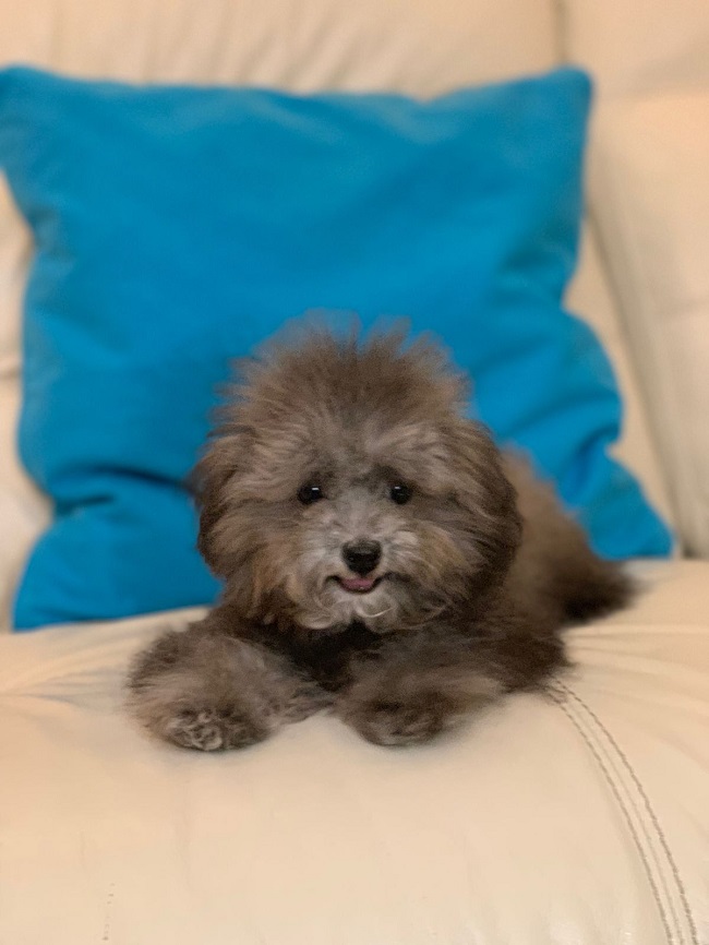 тедди пудель