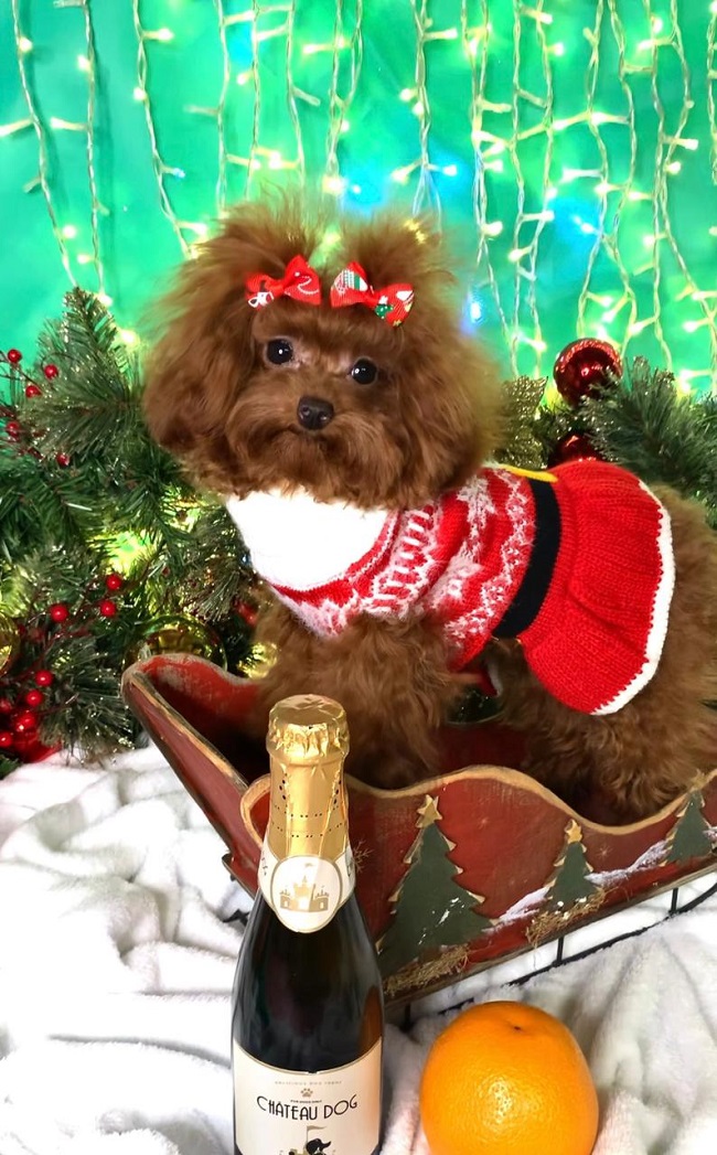 тедди пудель