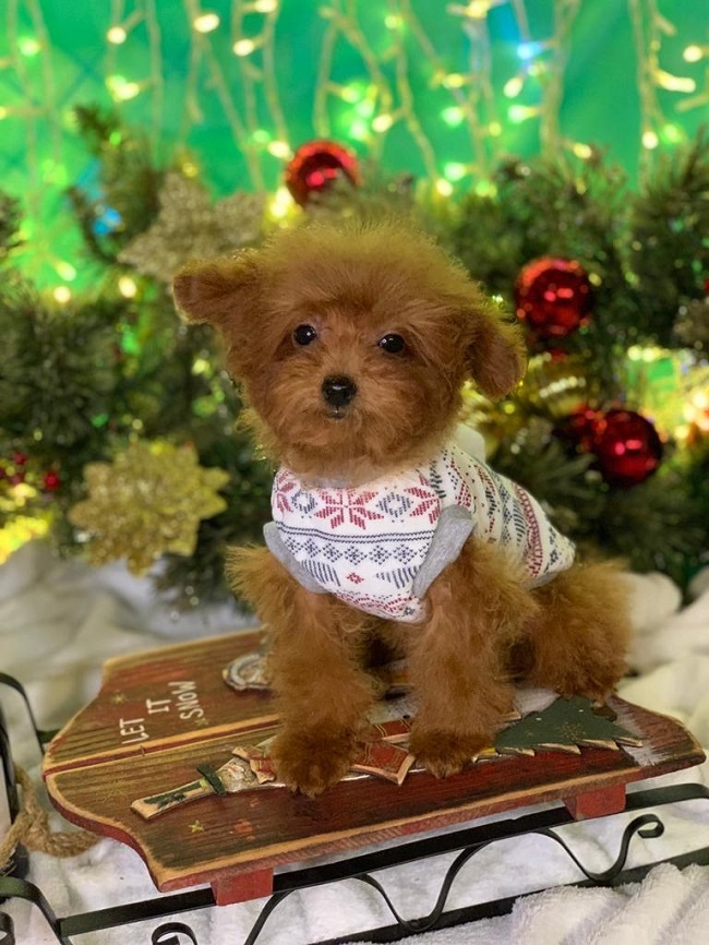 тедди пудель