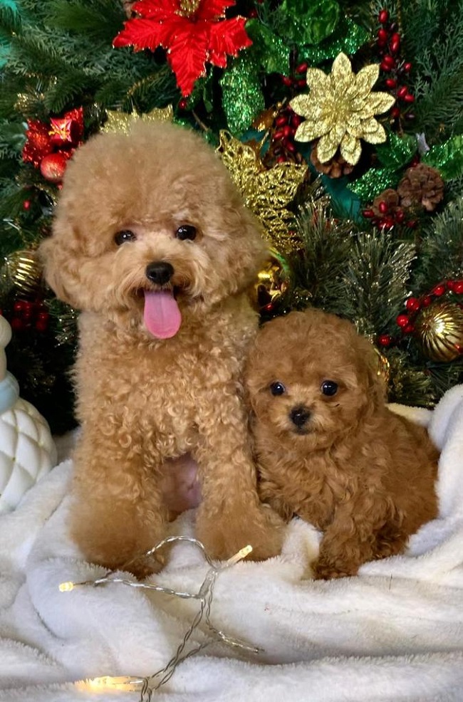 тедди пудель