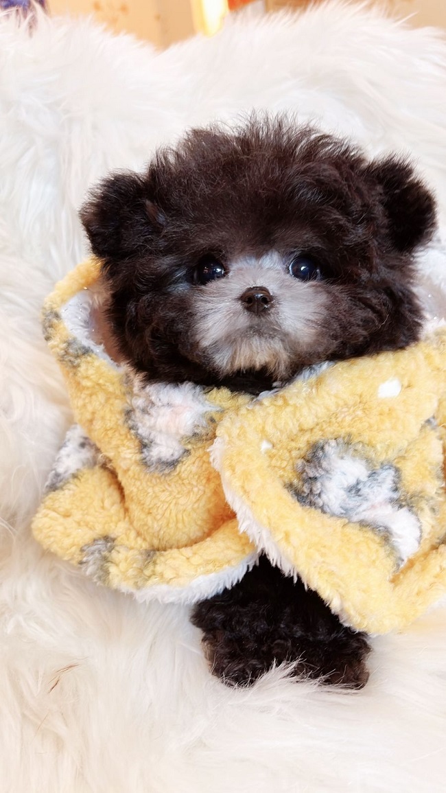 тедди пудель