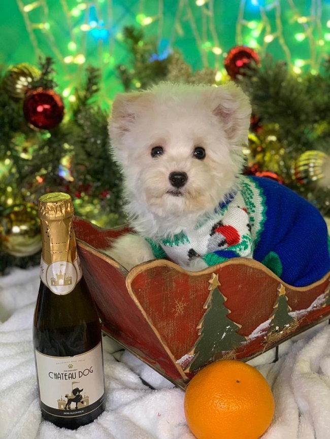 микро пудель