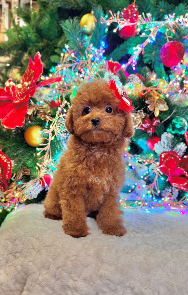 тедди пудель