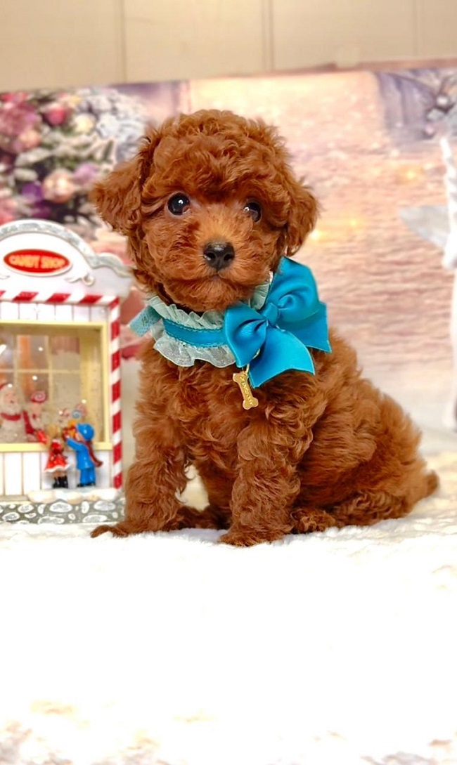 щенок мальтипу