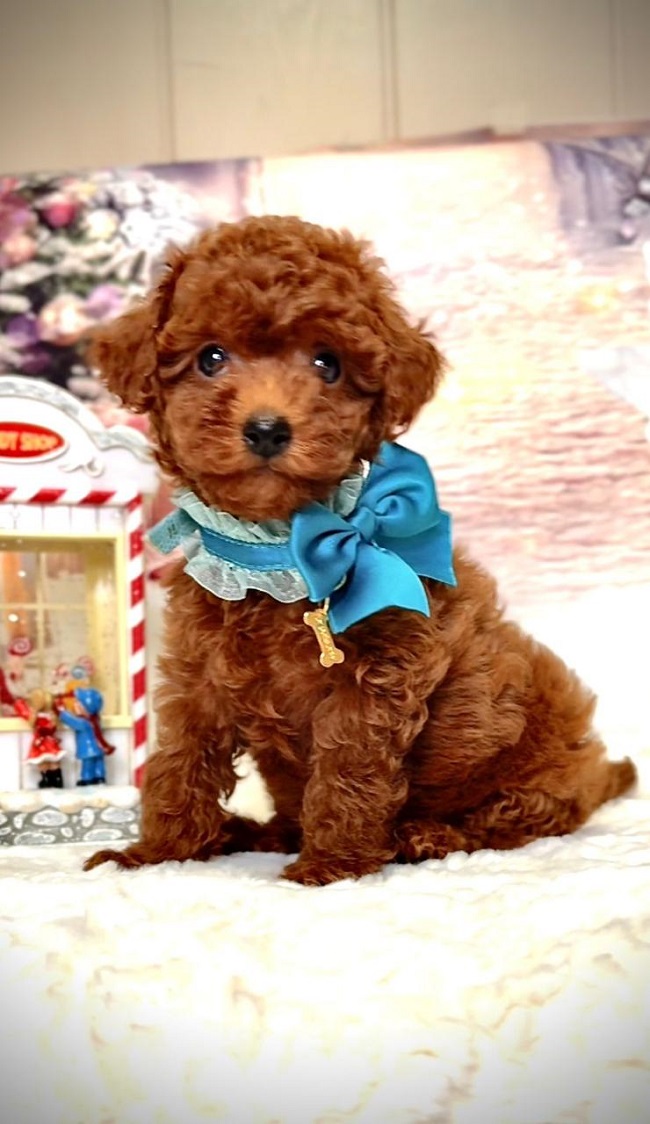 щенок мальтипу