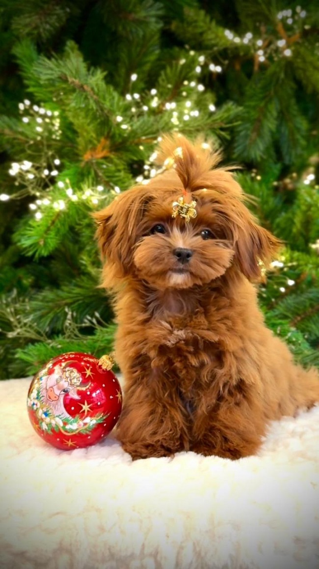 тедди пудель