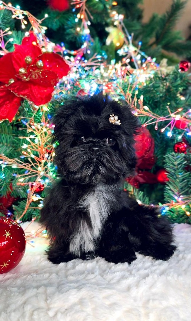 купить йорка в питомнике