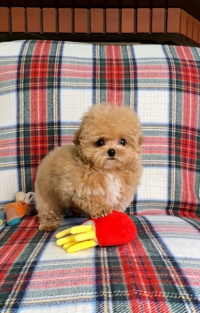 купить щенка бишон-фризе