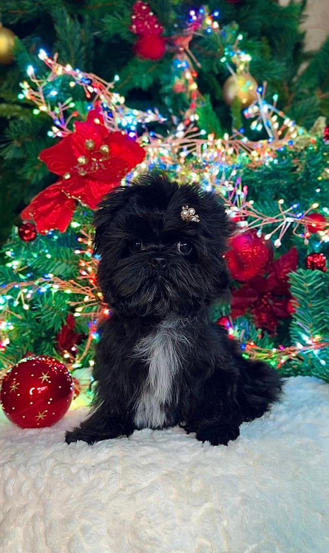 купить йорка в питомнике