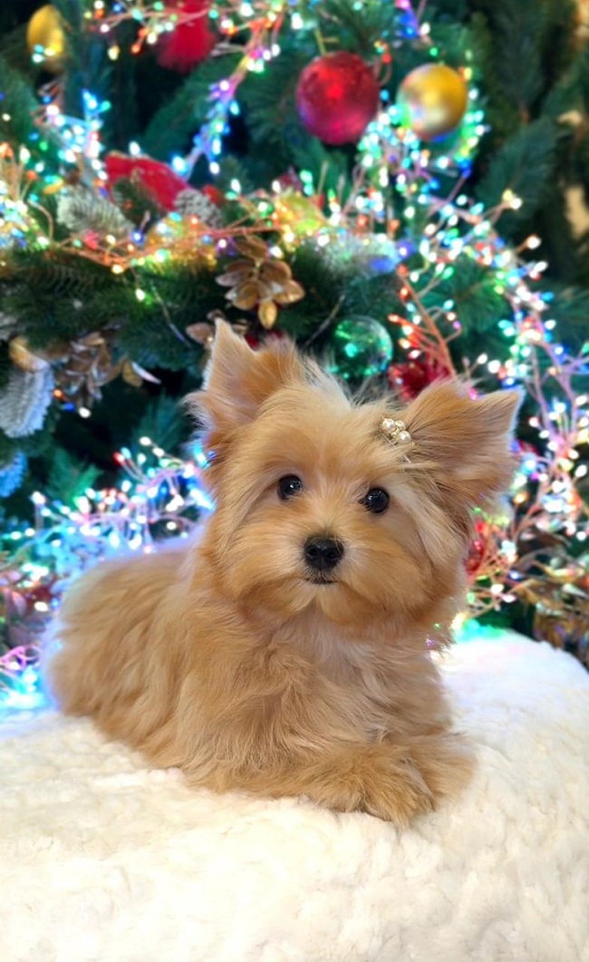 купить йорка в питомнике