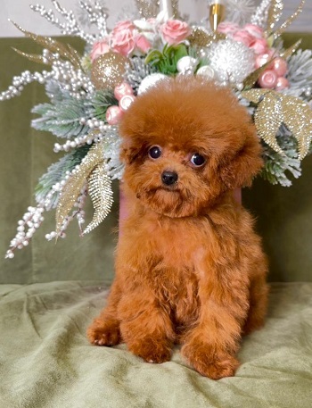 тедди пудель