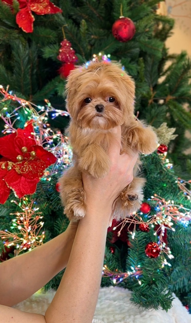 щенок мальтипу