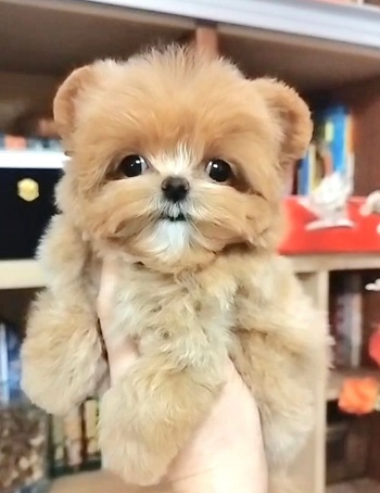 тедди пудель