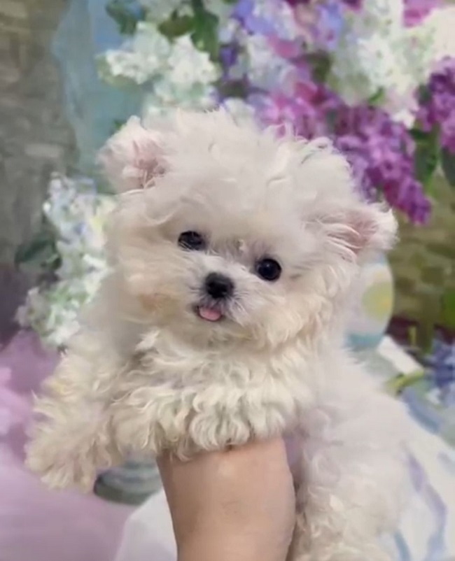 купить щенка бишон-фризе